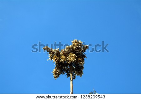 tree branch with seeds against a blue sky