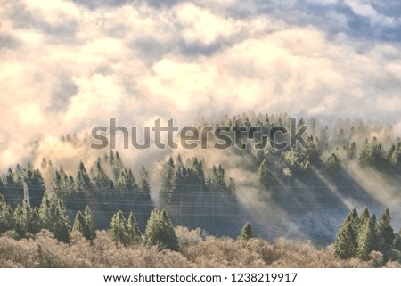 Amazing scenery in a mountain forest in Bergen