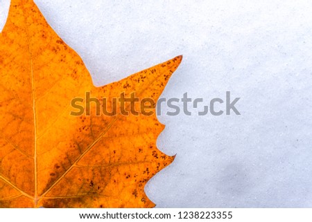 bright autumn orange leaf  lies on clean white snow