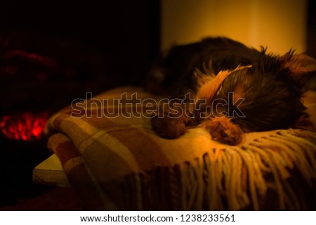 Dark photo.  Yorkshire Terrier puppy by the fireplace in a dark room. The dog lies on a warm blanket. Christmas is coming soon