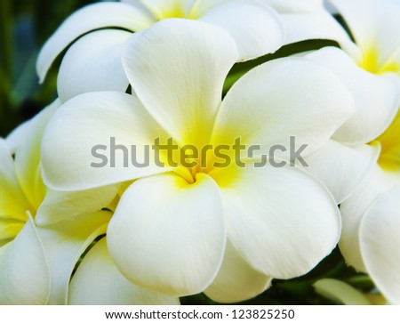 Tropical flowers frangipani (plumeria).