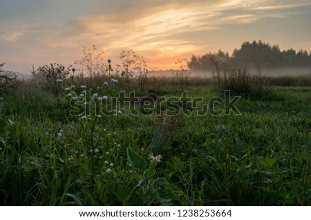 Morning. This photo was taken in the early autumn morning. There was a little fog, very fresh dew and cool autumn air. Photo taken in Eastern Europe.