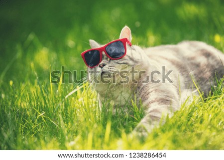 Portrait of funny cat wearing sunglasses. The cat lying on green grass in summer