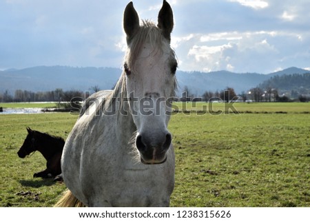 Horses on the pasture, Planinsko polje, Slovenia