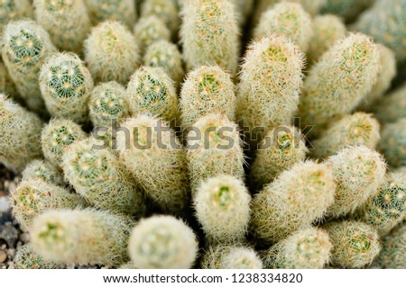 Cactus with sharp thorns, minimal creative still life. Latin name: opuntia, echinocactus, coryphantha, lophocereus schottii monstrose, haworthia, euphorbia milii, acantocalicium, mamilaria, ferocactus