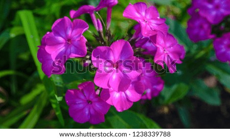 Beautiful purple phlox paniculata flower with drops of water on flowers on a natural green background