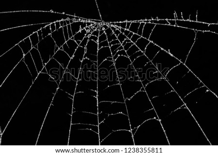 web with frozen water drops on black background, black and white macro photo