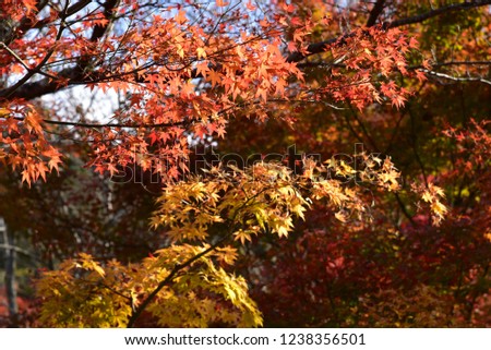 autumn leaves higasyama