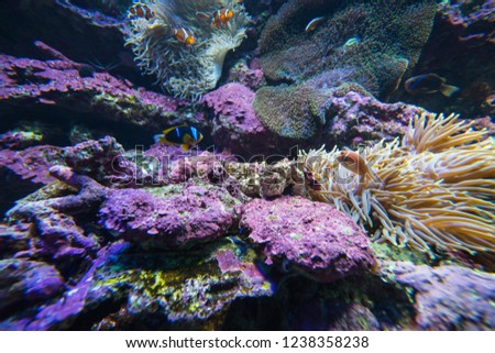 picture of the aquarium. Colorful coral and fish