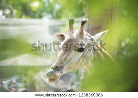 giraffe as natural background or wallpaper.