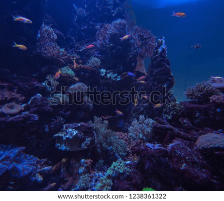 picture of the aquarium. Colorful coral and fish