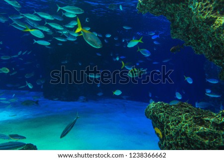 Aquarium photos with colorful fishes