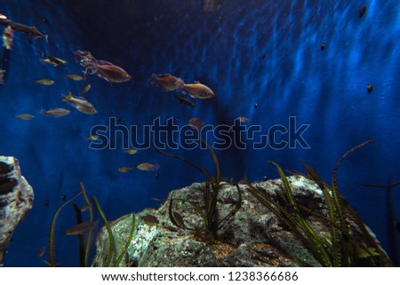 Aquarium photos with colorful fishes