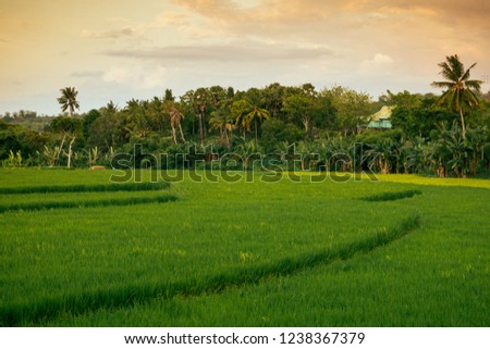 Rice fields terraces with fresh young rice in Sumbawa, Indonesia