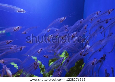 Aquarium picture with transparent fish