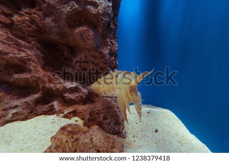 Picture of a small octopus