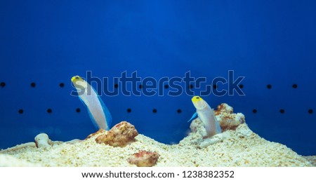 Pictures of colorful fish