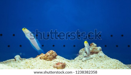 Pictures of colorful fish