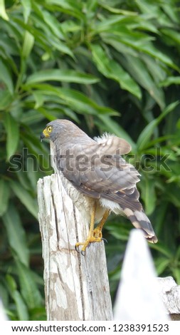 Roadside Hawk (Rupornis magnirostris) Accipitridae family. Maués, Amazonas, Brazil