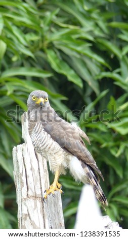 Roadside Hawk (Rupornis magnirostris) Accipitridae family. Maués, Amazonas, Brazil
