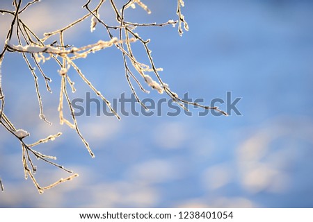 Snow and frost covered birch tree (Betula pendula) branches against defocused backgound. Selective focus and shallow depth of field.