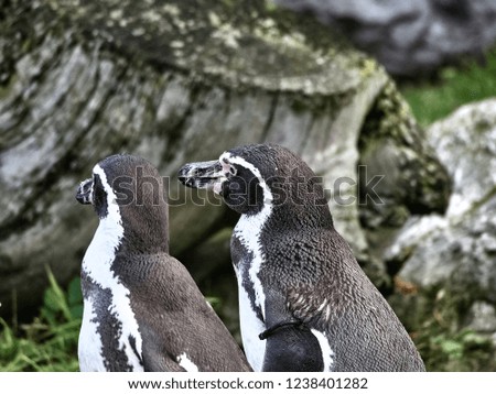 Close up shot of a group of penguins