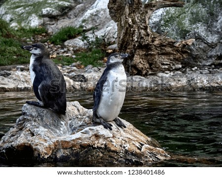 Shot of two penguins relaxing on a stone in a lake