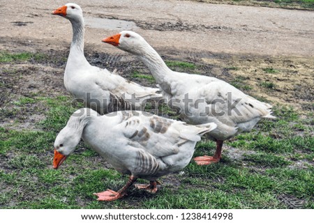Group of domestic geese walking down the street.