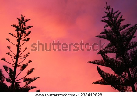 Isolated black silhouettes of Norfolk Pine Tree (Araucaria heterophylla) crowns contrasting with pink and red burning sky during sunset in New Zealand