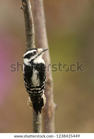 Female Downy Woodpecker Perched on Branch