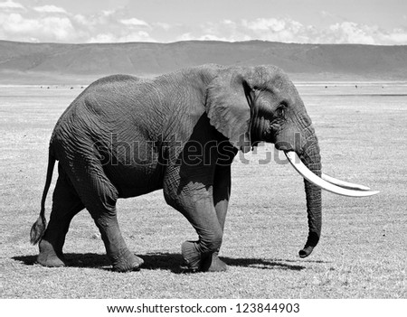 Large elephant in Crater Ngorongoro National Park  - Tanzania (black and white)