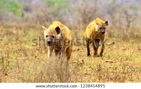 Two hyenas approaching me in a bush in South Africa in September