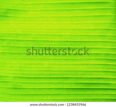 Banana leaves Green leaf texture  ,natural texture  for use as background with space for add text
