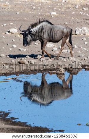 Blue Wildebeest (Connochaetes albojubatus) at a waterhole in Etosha National Park, Namibia. Royalty-Free Stock Photo #1238461396