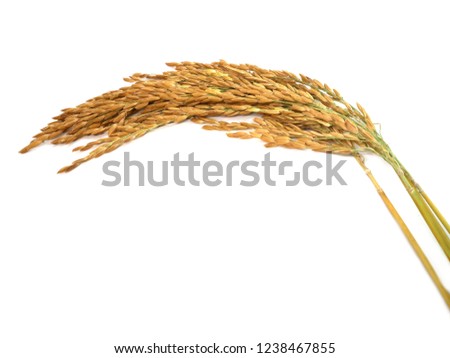 Golden sticky rice, white background