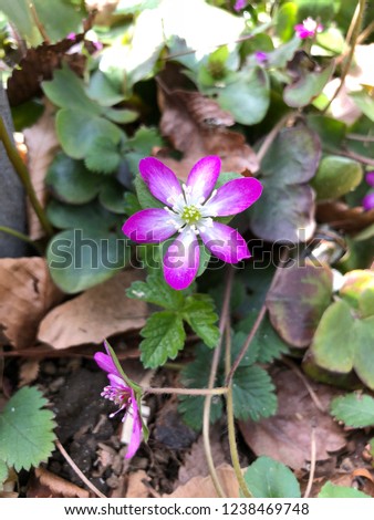 small grass pink flower with green and dry brown leaf on the ground floor beautiful make fresh at Tokyo Japan sidewalk in the park