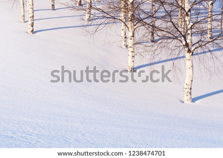 Winter scenery with birch trees in snow. Low angle sun casting shadows.