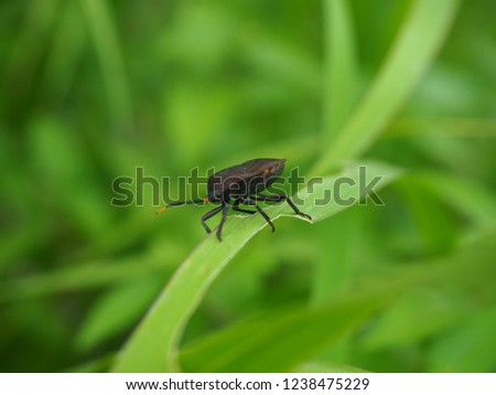 Green insect on green grass
