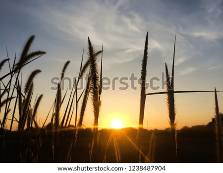 Poaceae at sunset , the beauty of the meadow.