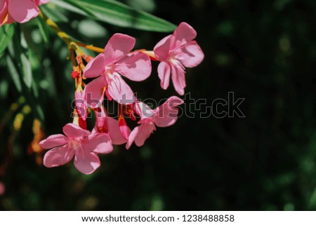 Oleander or Sweet Oleander or Rose Bay