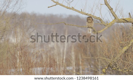 Strix uralensis Ural owl in winter in Romania fly and sitting on a branch