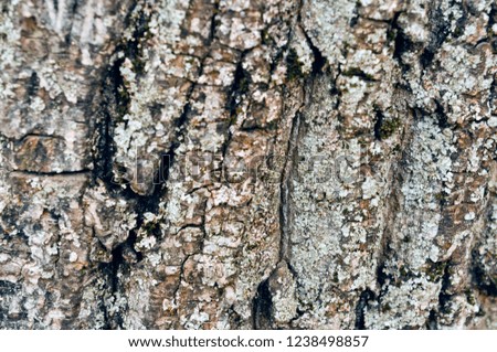 Texture a bark of an old walnut. Endless wooden background for web page fill or graphic design. 