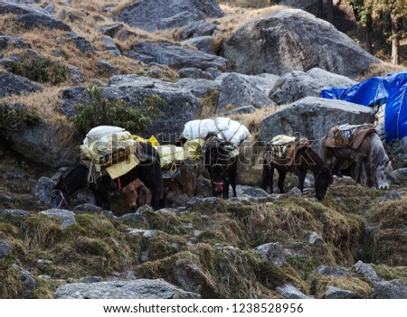 mules with cargo for delivery to mountain villages and tourist camps of Himalayas