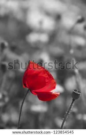 poppy flower in detail monochromatic picture