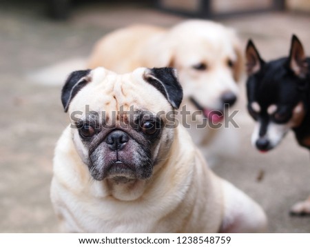 portraits photo of a lovely white fat cute pug dog playing on home garage floor making fun and happy face under warm natural sunlight blur dog friends in picture background