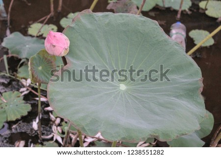 Blurry of Pink waterlily or lotus flower in pond