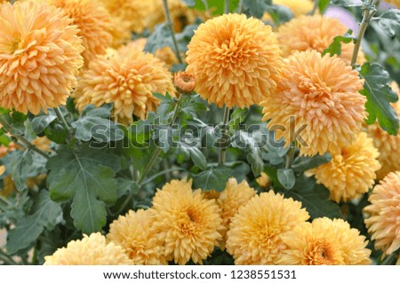 Beautiful orange chrysanthemum in blurred background.