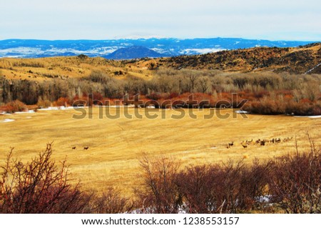 Deer grazing in a meadow in winter with rolling foothills and mountains in the background.  Picture from carbon county, wyoming.