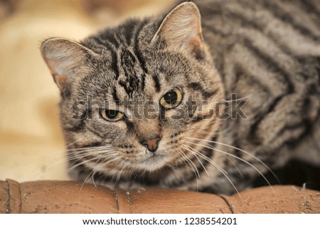 portrait of a young striped european shorthair cat
