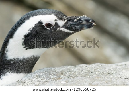 African penguin (Spheniscus demersus) looking at camera, acting funny